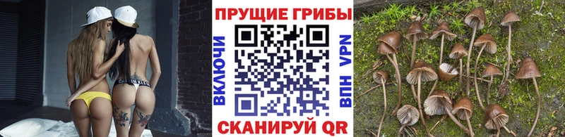 Галлюциногенные грибы Cubensis Пестово